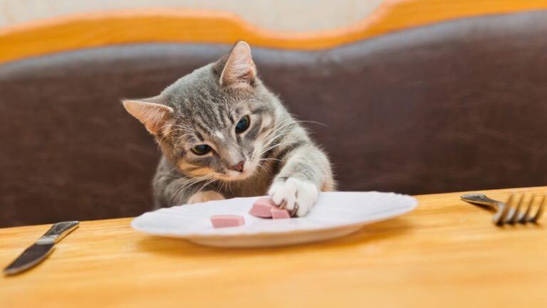 What Are Cats Allowed to Eat? Human Foods That Cats Eat – An Essential Guide